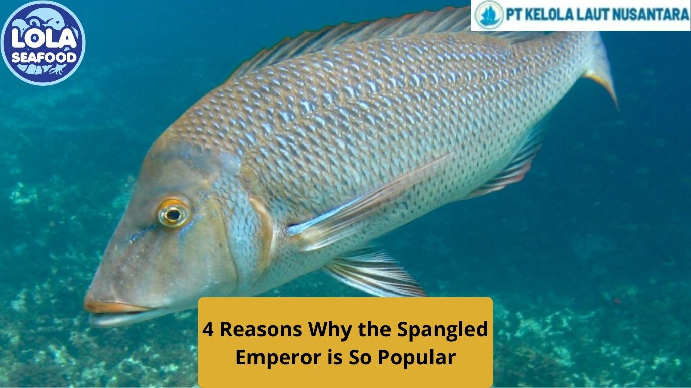 4 Reasons Why the Spangled Emperor is So Popular